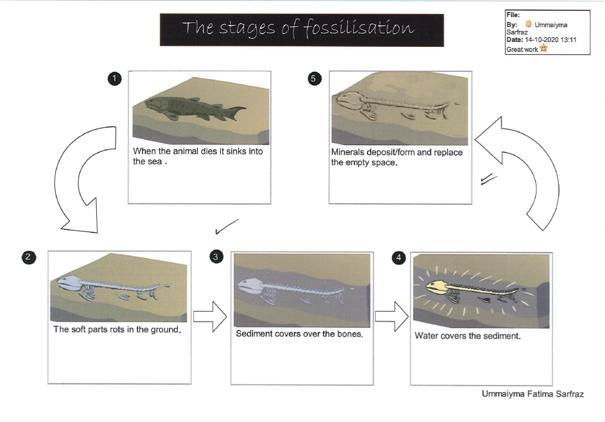 Year 4/3M Fossilisation Flowcharts